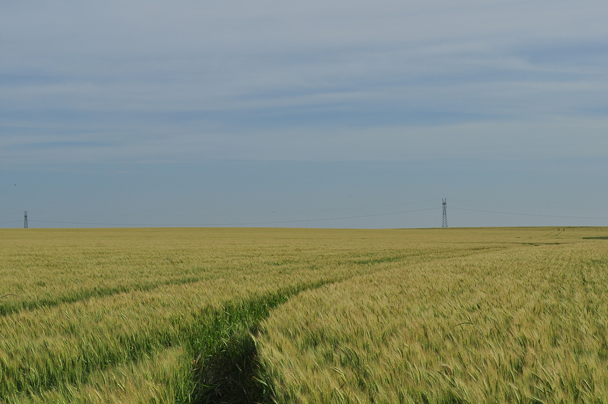campo