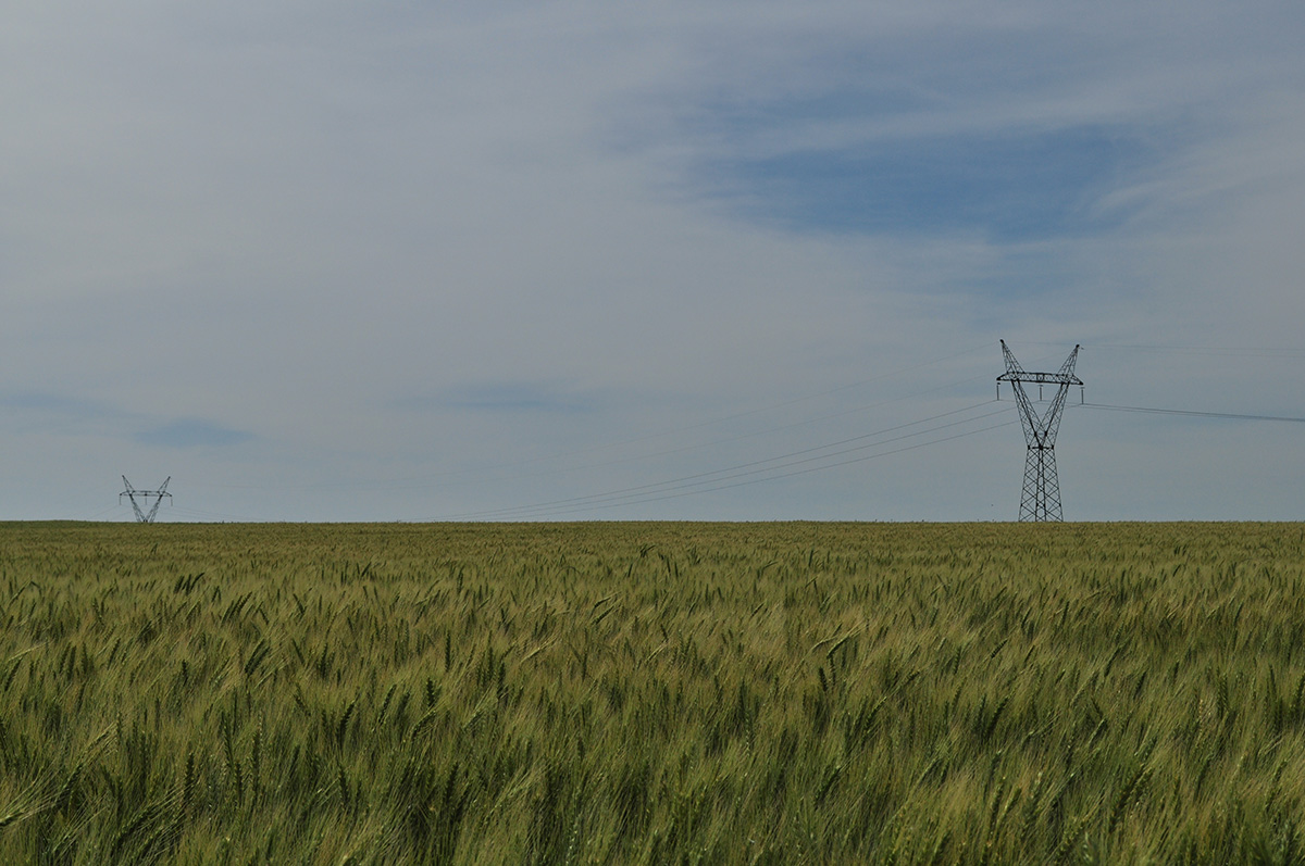 campo