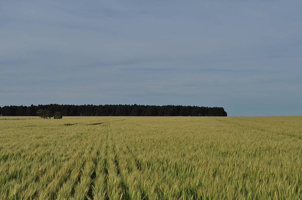 campo