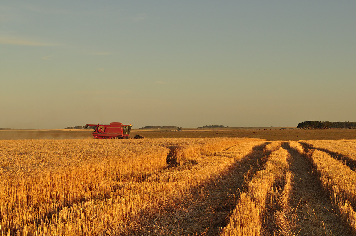 campo