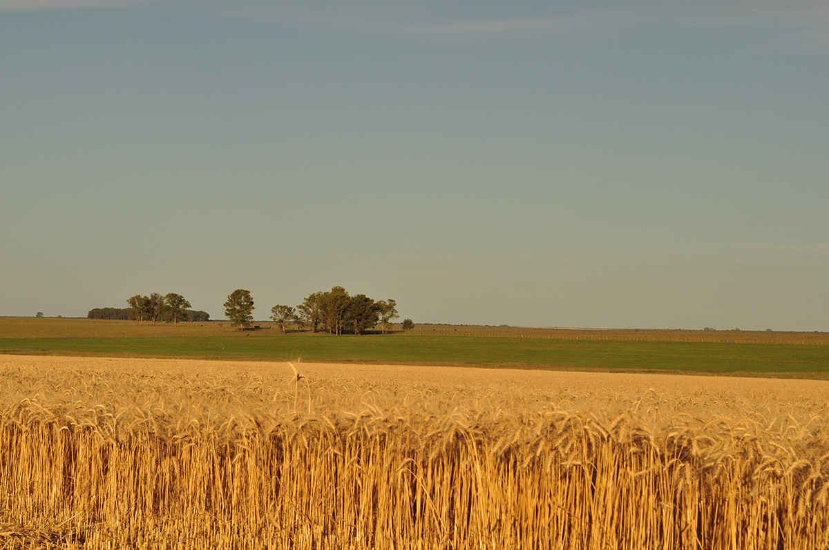 campo