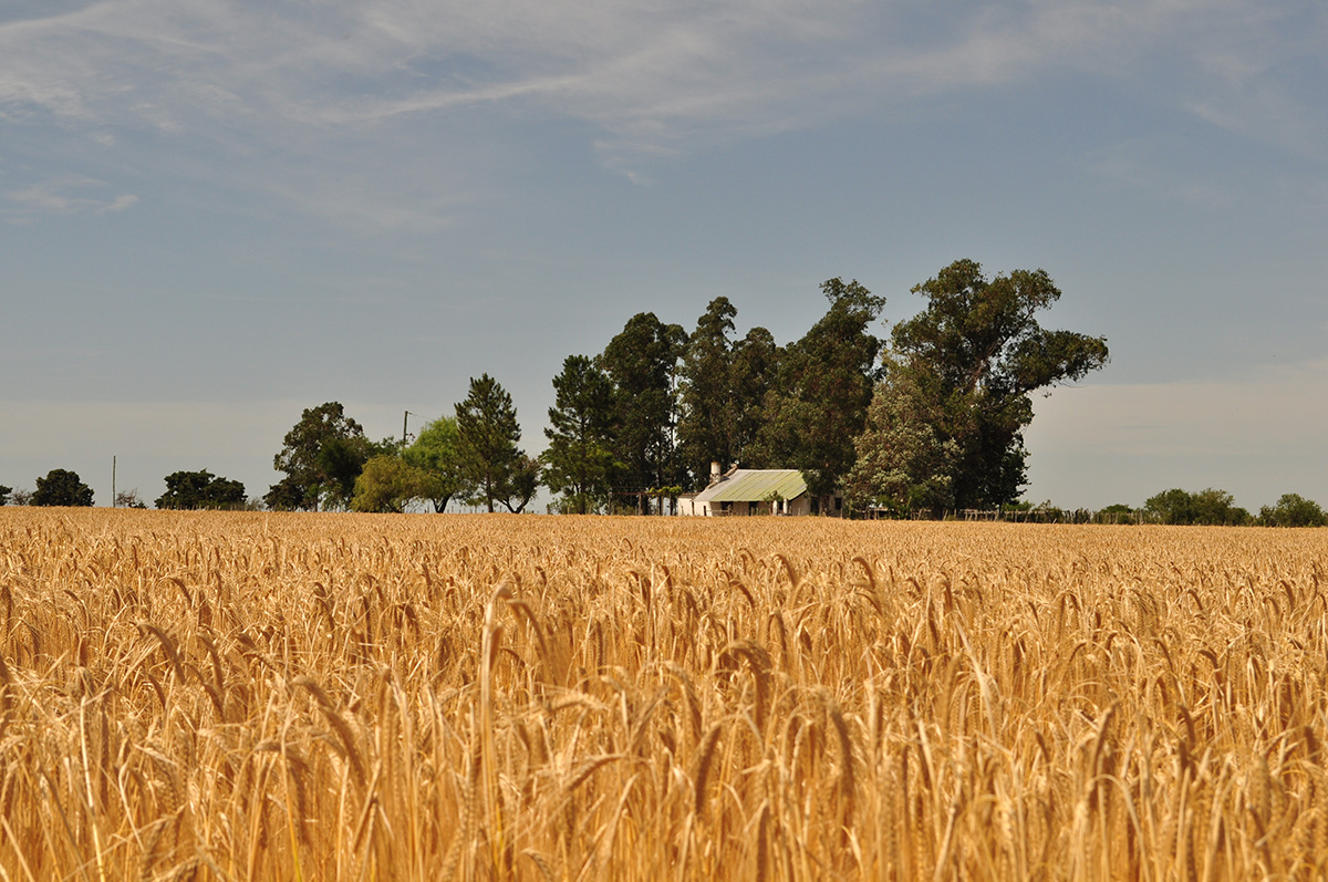 campo