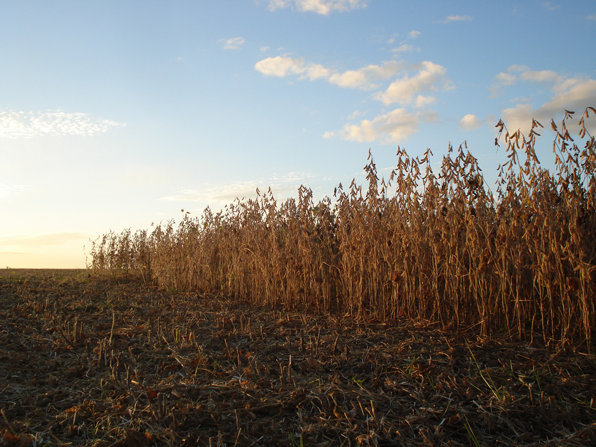 campo