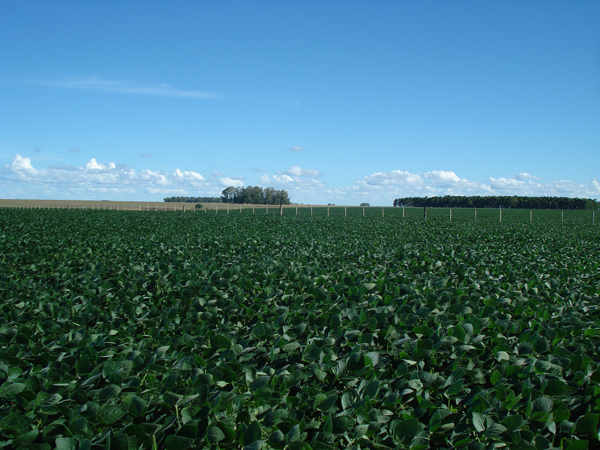 campo