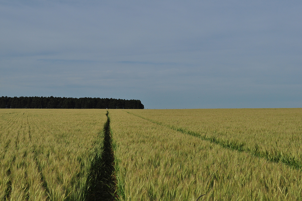 campo